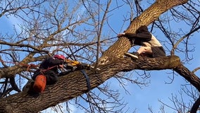 Firefighters rescue boy stuck in tree trying to rescue cat