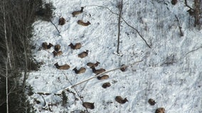 Michigan elk population estimates show signs of a healthy herd