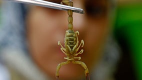 Oregon man pleads guilty to illegally importing live scorpions from Michigan, Texas