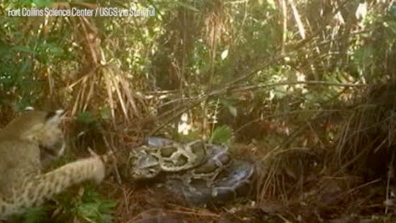 Watch: Trailcam spots python defending eggs from hungry bobcat
