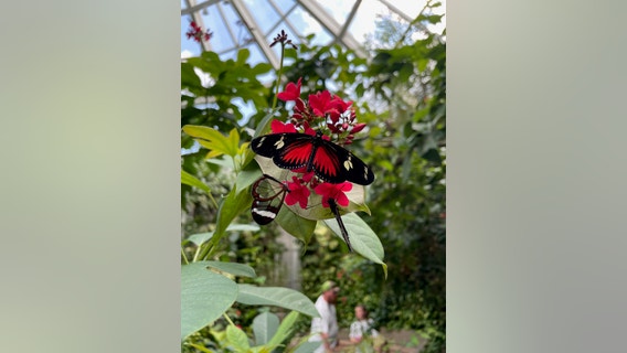The Detroit Zoo's butterfly garden, closed for repairs until early summer