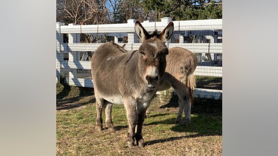 Detroit Zoo announces death of miniature donkey named Giovanni