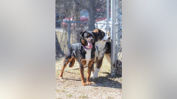 Humane Society of Huron Valley helps find homes for dogs saved from Northern Michigan breeding operation