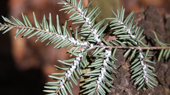 Invasive balsam woolly adelgid which threatens Michigan's Christmas tree industry spotted in state
