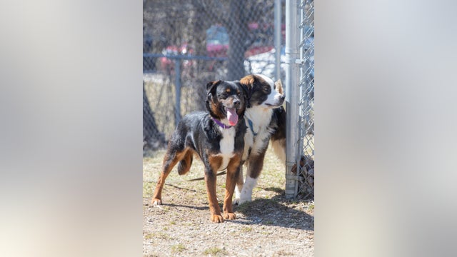 Humane Society of Huron Valley helps find homes for dogs saved from Northern Michigan breeding operation