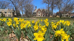 MAP: Where to see Detroit's 2 million daffodils this spring