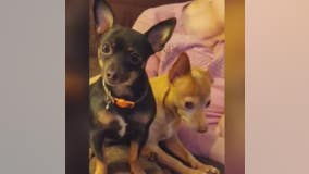 Disabled Southgate woman's Chihuahuas killed by coyotes