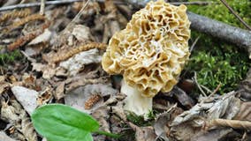 Map: Where to find morel mushrooms in Michigan