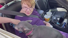 Disabled woman gifted new dog after her beloved Chihuahuas were killed by coyotes