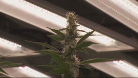 Detroit now accepting applications to open marijuana businesses - here's how to apply