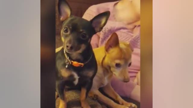 Disabled Southgate woman's Chihuahuas killed by coyotes