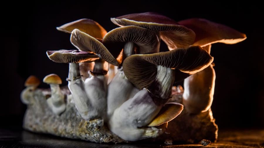 ‘Magic’ mushroom ingredient could help with depression, study finds