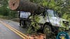 Tree truck crushed by oak tree in Oakland County