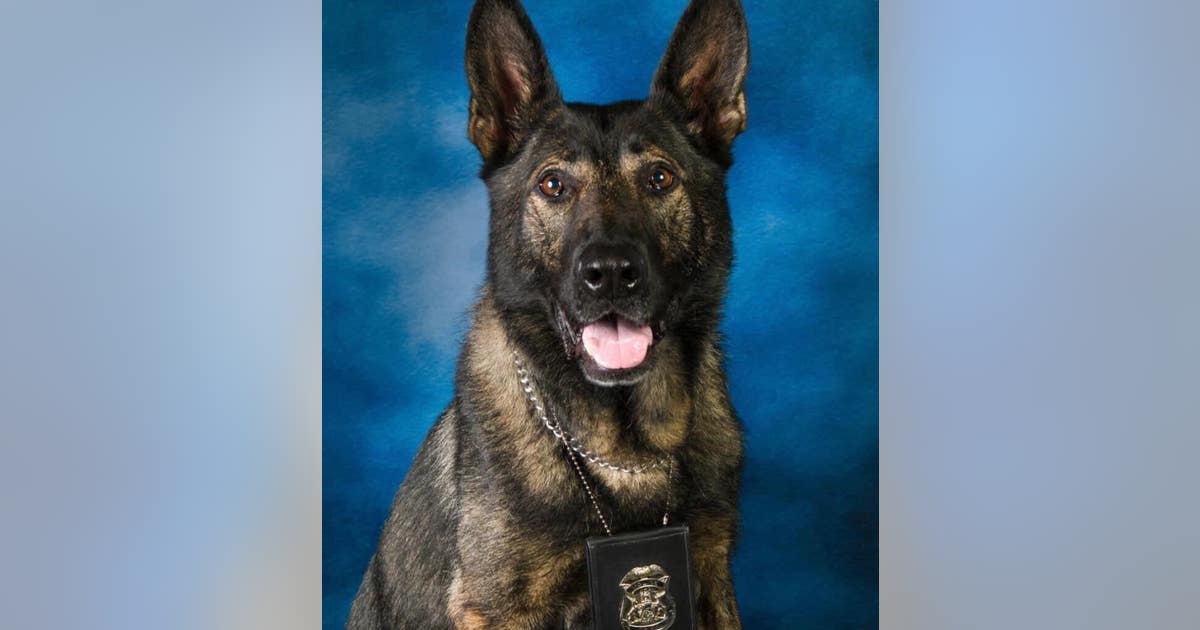 Carjacking suspect in custody after chase, crash in Huron Township; K9 ...