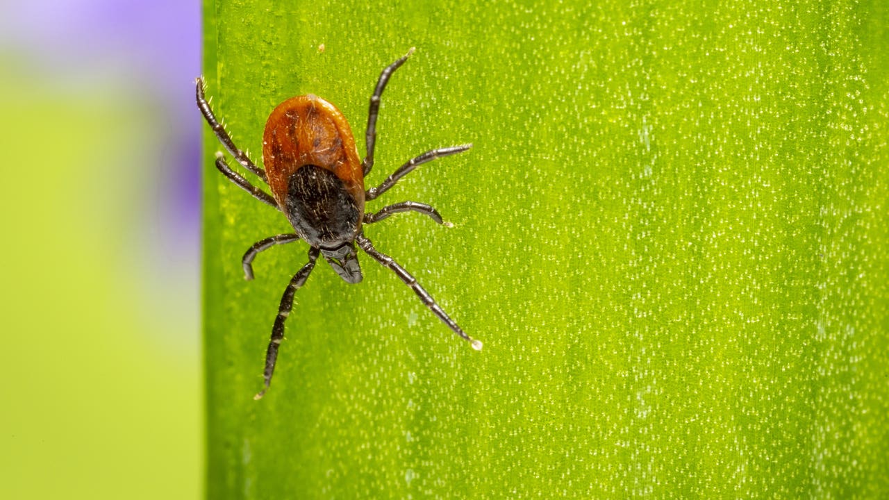 High levels of Lyme disease can occur in southeastern Michigan as the number of mites increases