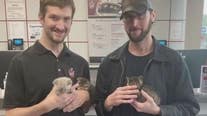 Kittens found living in woman's car engine compartment recovered safe