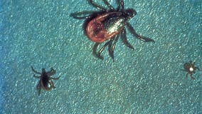 Ticks in Michigan: What you need to know about Lyme disease