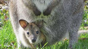 Detroit Zoo calls off search for missing baby wallaby