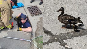Macomb County firefighters, deputy save 12 ducklings from sewer