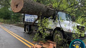 Tree truck crushed by oak tree in Oakland County