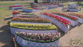 Millions of flowers on display during Holland Tulip Festival