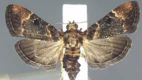 Moth species not seen in U.S. in a century found in Detroit airport luggage