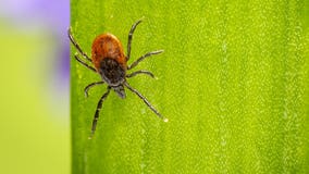 High levels of Lyme disease possible in southeast Michigan as tick numbers grow