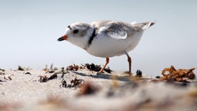 Piping Plovers chicks at Sleeping Bear Dunes fledged at highest rate in almost 40 years