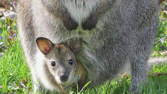 Detroit Zoo calls off search for missing baby wallaby