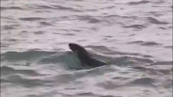 River otter spotted in Detroit River may be 1st sighting in 100 years