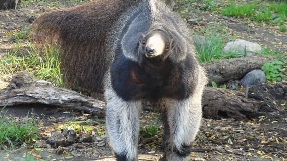 Detroit Zoo anteater dies 'at impressive age of 26'