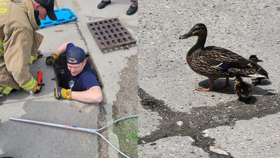 Macomb County firefighters, deputy save 12 ducklings from sewer