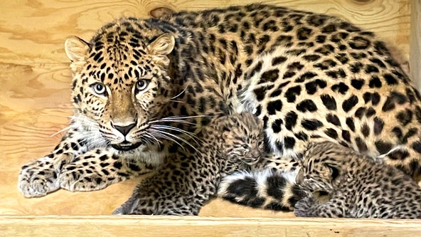2 extremely rare leopard cubs born at Saint Louis Zoo