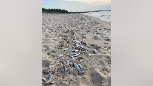 Dozens of dead fish wash up along shore of Lake Michigan at Sleeping Bear Dunes