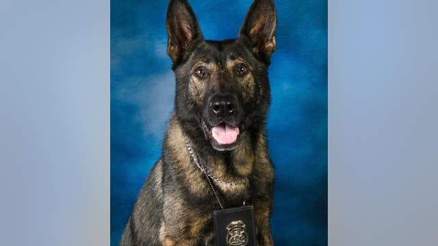 Carjacking suspect in custody after chase, crash in Huron Township; K9 finds dropped gun