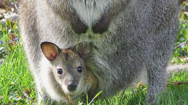 Detroit Zoo calls off search for missing baby wallaby