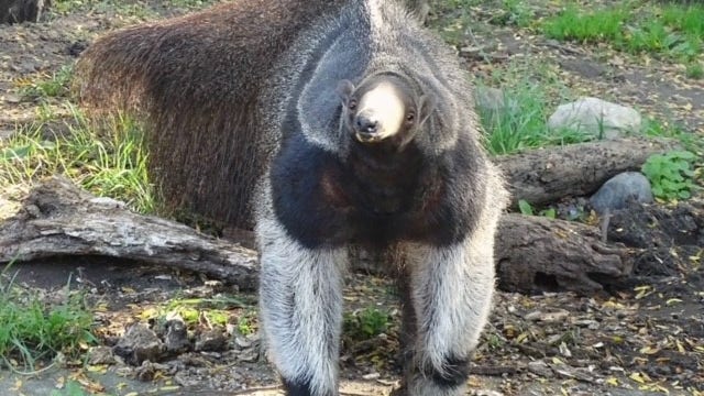 Detroit Zoo anteater dies 'at impressive age of 26'