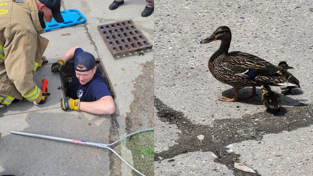 Macomb County firefighters, deputy save 12 ducklings from sewer