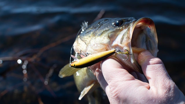 Michigan safe fish guidelines: How much fish you should eat in a month