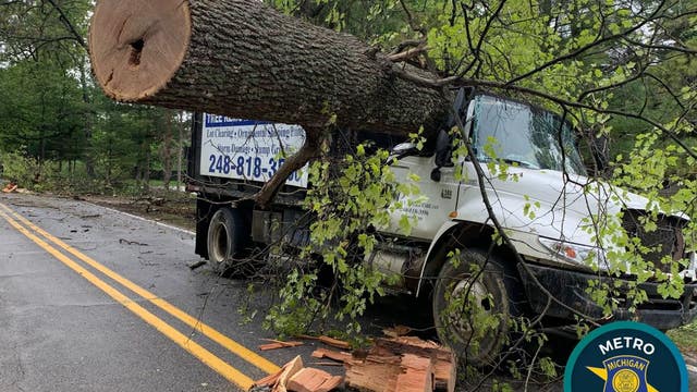 Tree truck crushed by oak tree in Oakland County