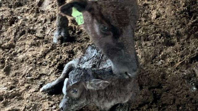 Michigan police looking for stolen calf