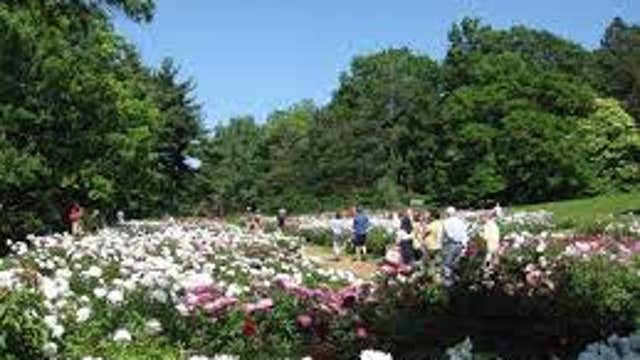 University of Michigan professors apply urine-based fertilizer to grow flowers in arboretum