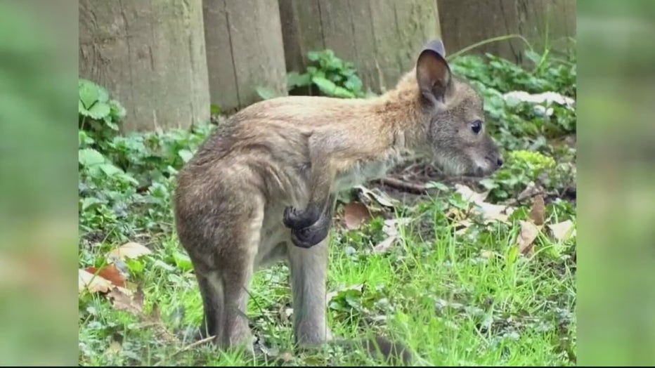 Detroit Zoo continues search for missing 5-month-old wallaby