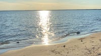 Study finds half of tested Michigan beaches had unsafe contamination levels
