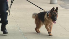 New K9 officer Eros joins Beaumont Royal Oak security team