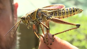 Destructive grasshoppers invading Bay Area gardens