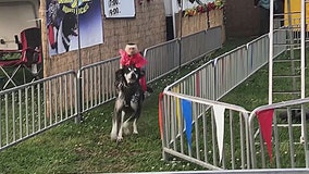 Capuchin monkey races spark animal abuse questions at Livingston County Fun Fest