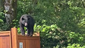 Watch: Trombone-playing music teacher scares off bear from Canadian school