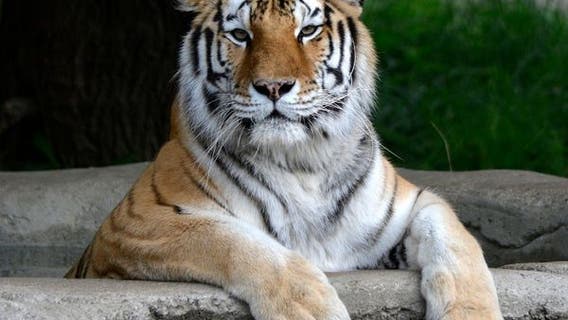Detroit Zoo's oldest tiger Kisa dies at 18