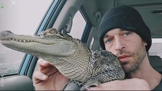 Man claims pet alligator 'is being held hostage' after she was taken during Michigan police chase